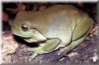 Indonesian White's Tree Frog